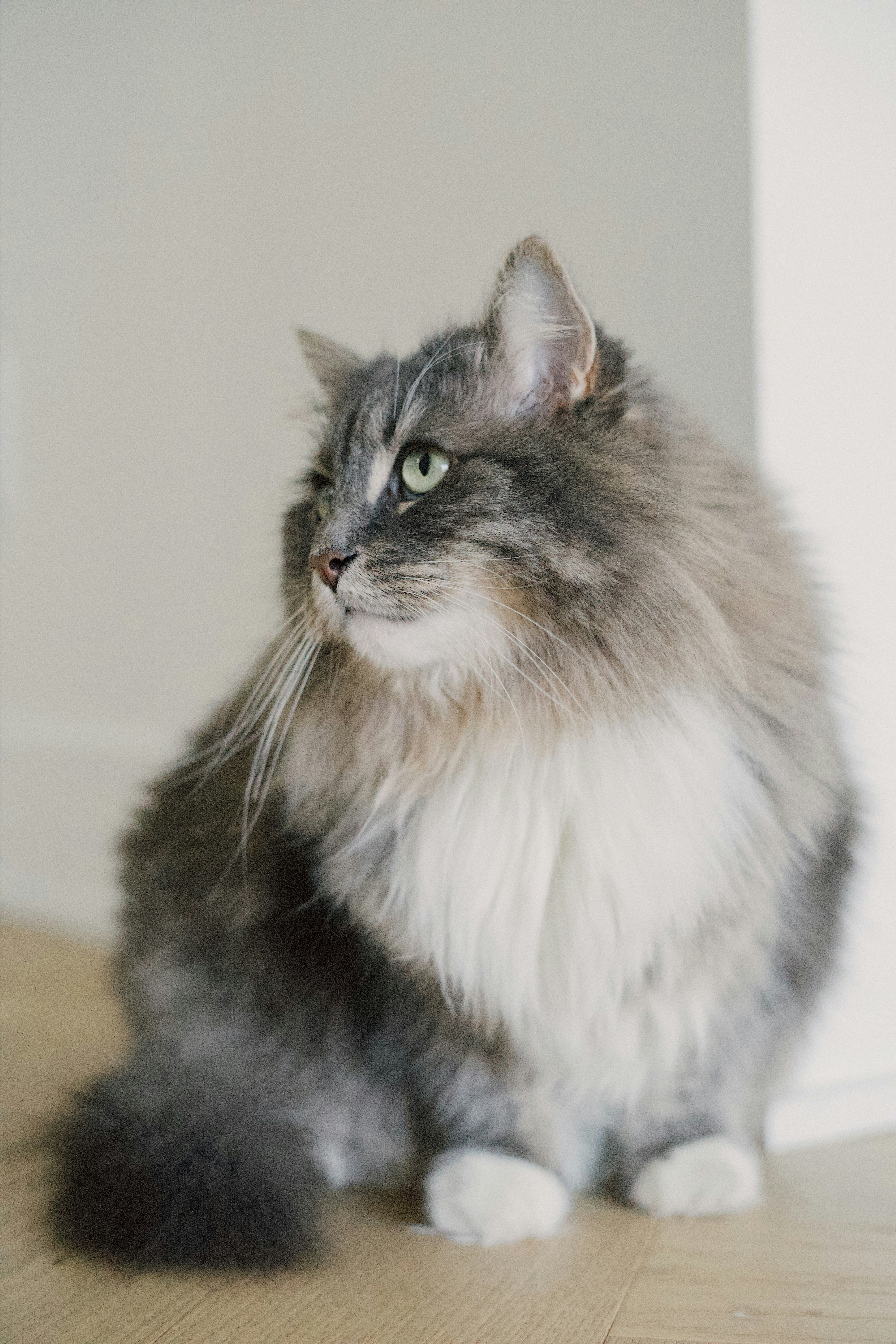 grey and white long fur cat